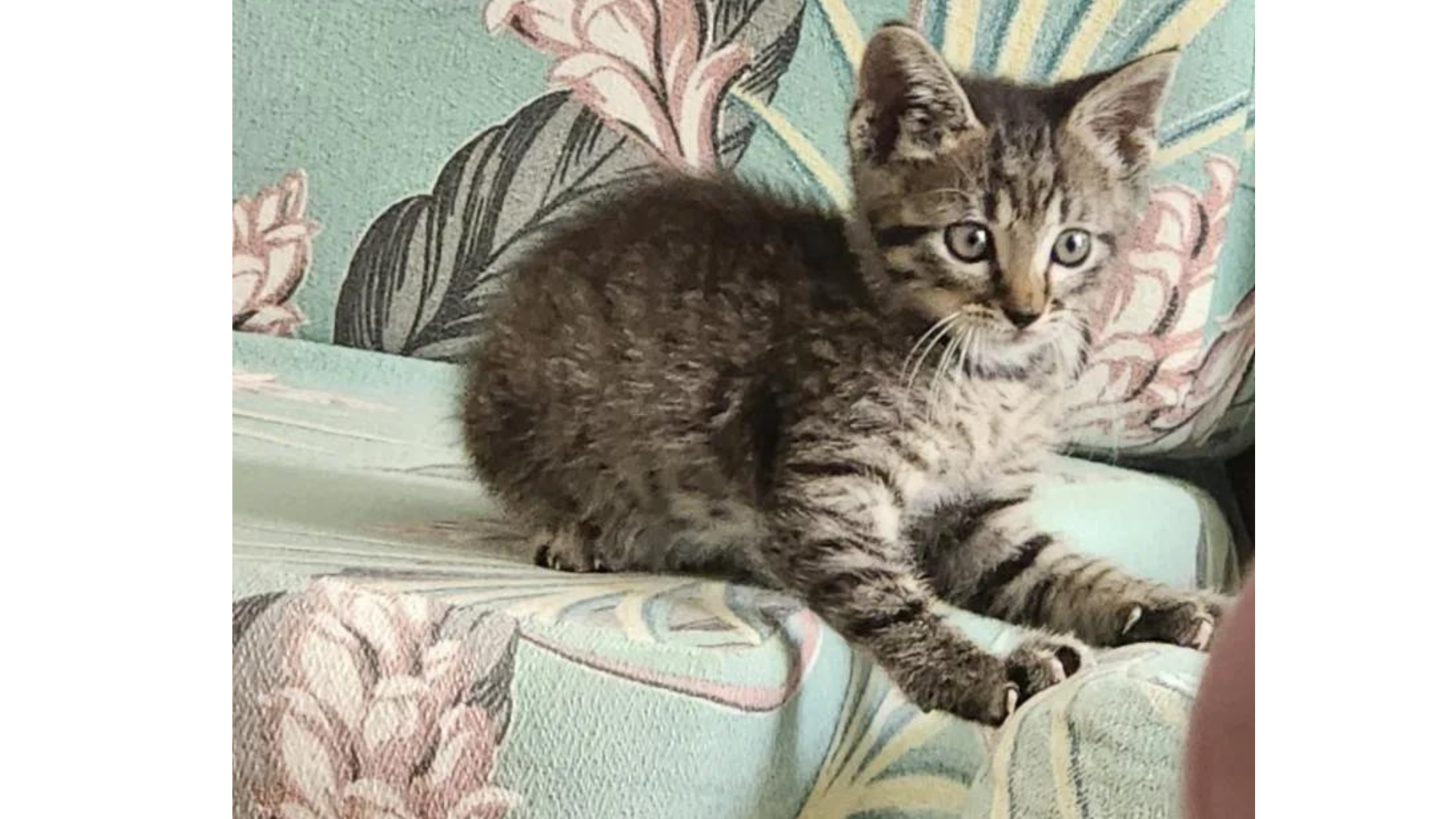 A Remarkable Journey: The Tale of Houdini the Rescued Law Office Kitten